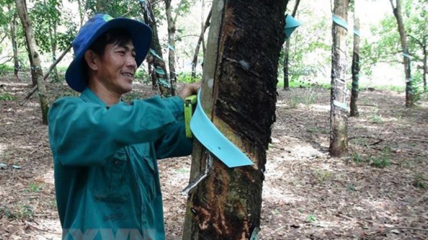 Vietnam ranks third worldwide in terms of rubber export value